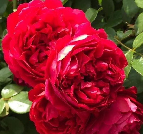 Vīteņaugs Dailas Rozes, kāpējrozes, šķirne Florentine
