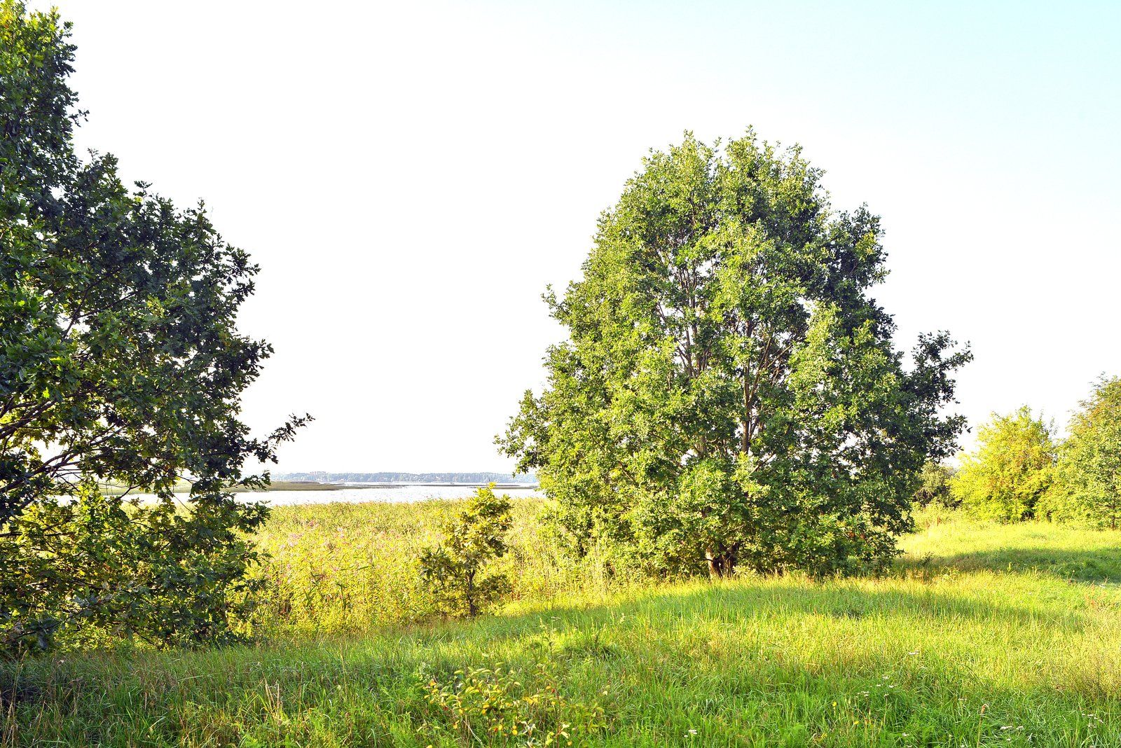 Zemes gabals 2,13 ha, Jaunciema gatve, Rīga — attēls 3