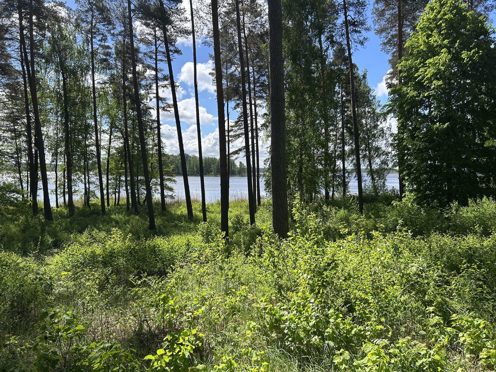 Zemes gabals 5444 m², Baltezera iela 49, Ādažu pagasts — attēls 2