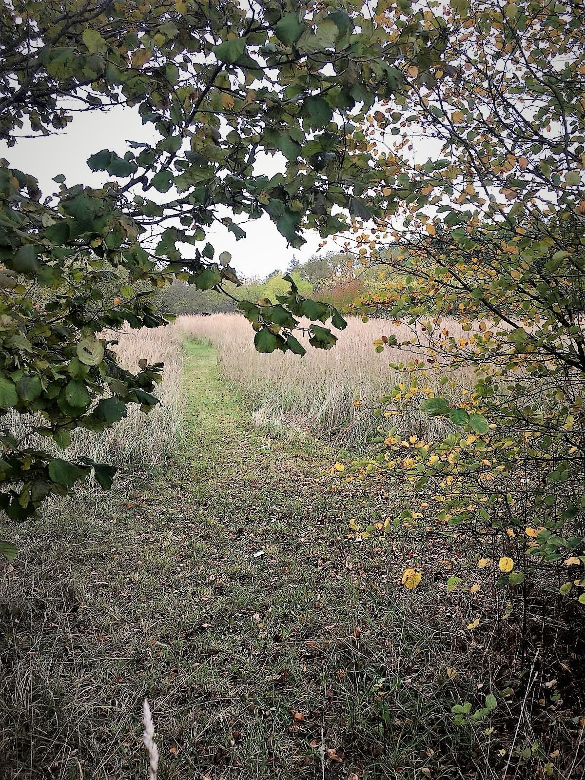 Zemes gabals 1,8 ha, Daugavas iela 30, Mārupe — attēls 4