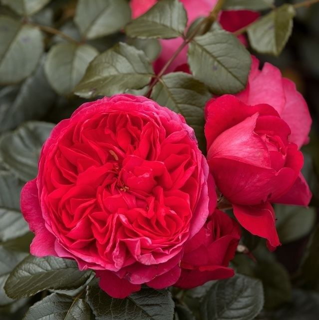 Vīteņaugs Dailas Rozes, kāpējrozes, šķirne Deep Love