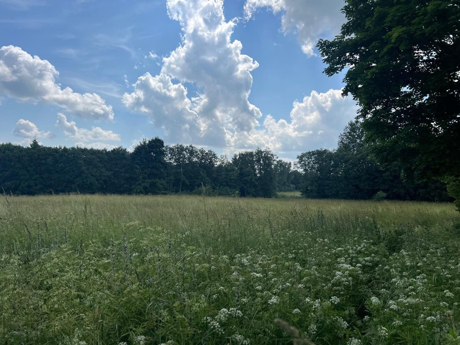 Meža īpašums 17,5 ha, Grantskalni, Astašova — attēls 3
