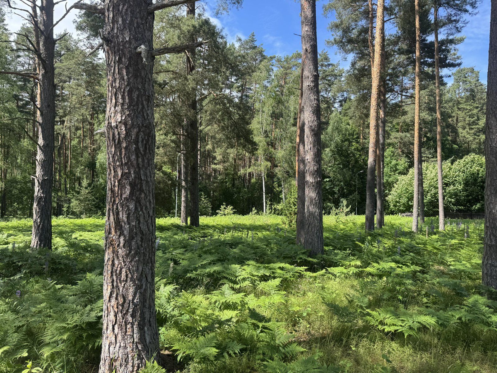Zemes gabals 5512 m², Ādažu iela, Garkalnes pagasts — attēls 2