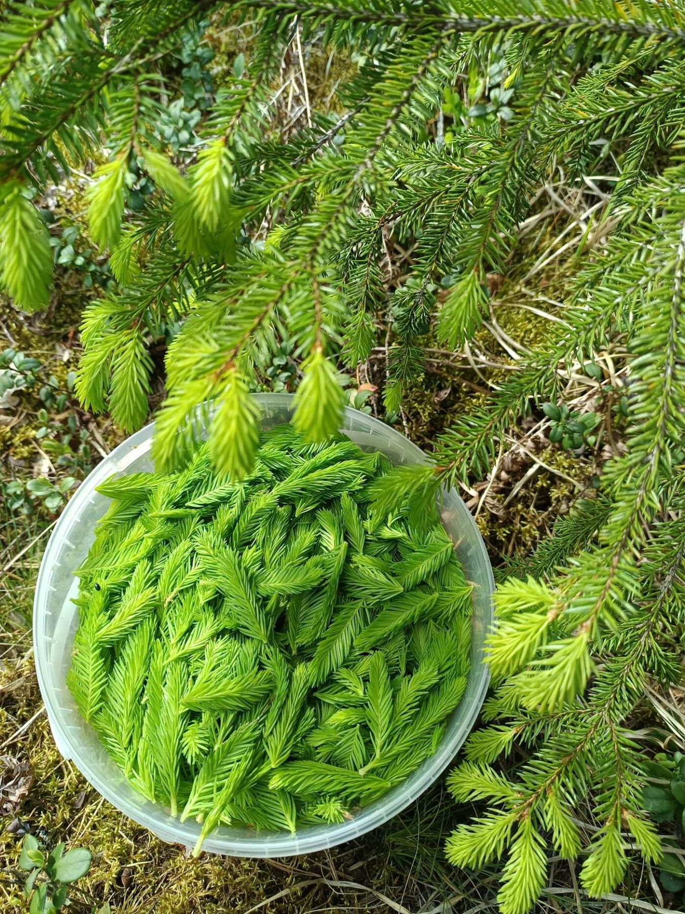 Ievārījums Rada Zita, 155 ml — attēls 2