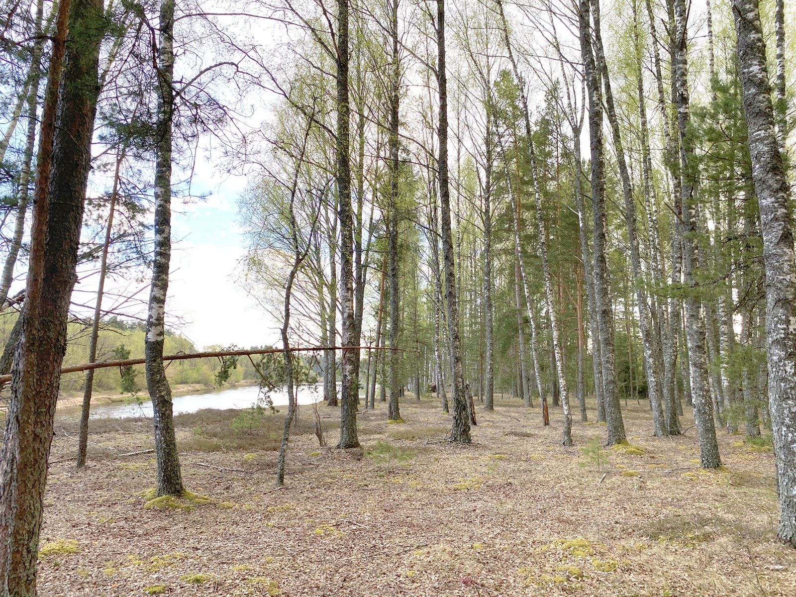 Zemes gabals 12,84 ha, Iļķene — attēls 4