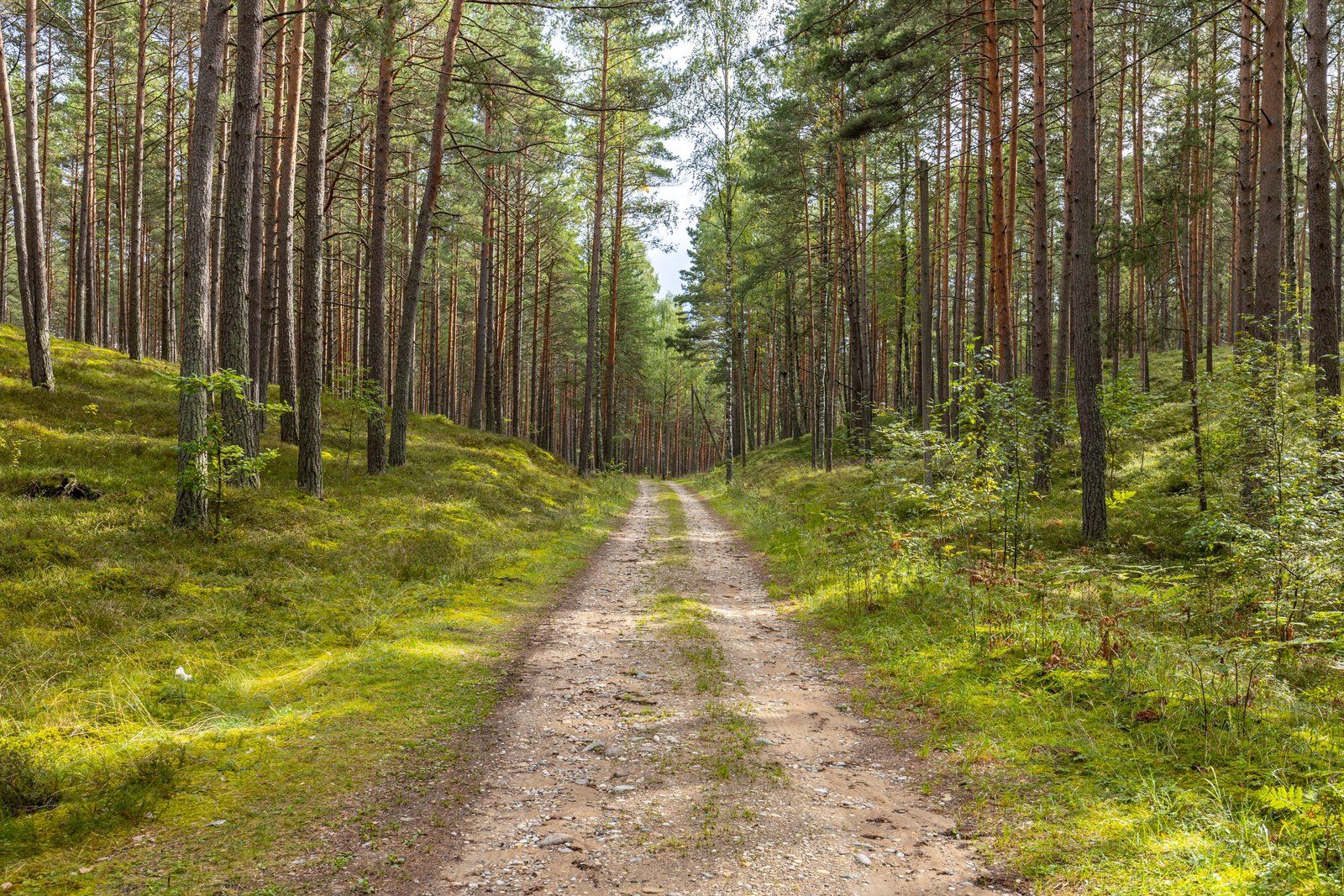 Zemes gabals 74 ha, Mazais Dzirnezers, Siguļi — attēls 4