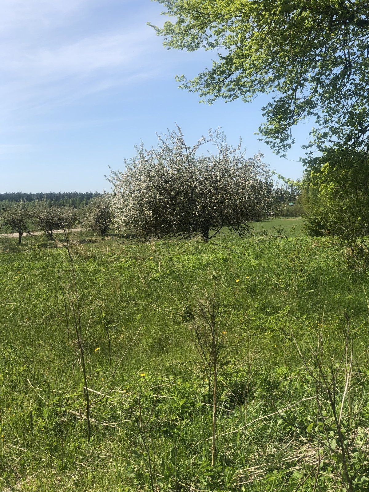 Zemes gabals 2 ha, Zemītes pagasts — attēls 2