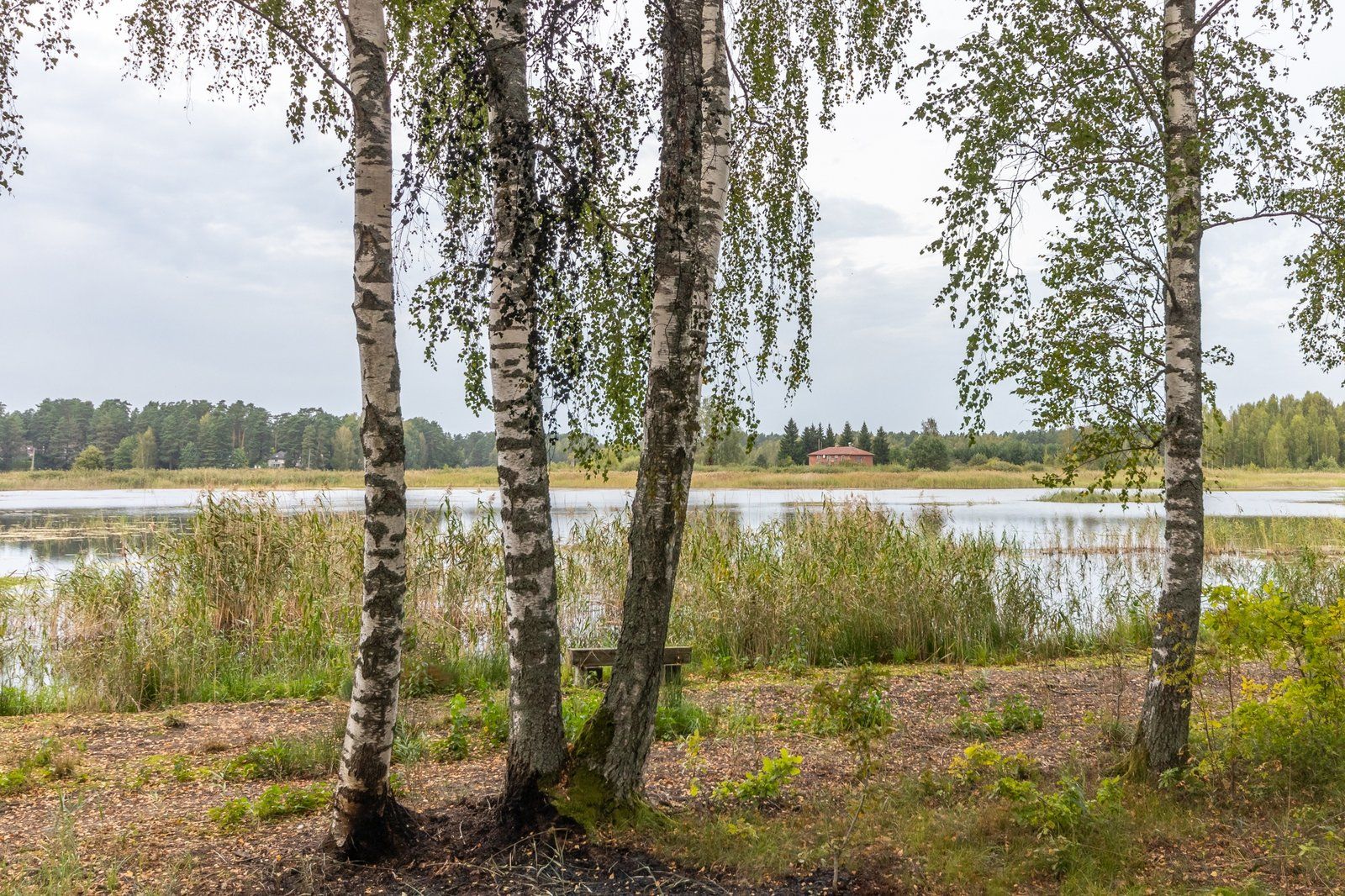 Zemes gabals 19,05 ha, Upesciems — attēls 4