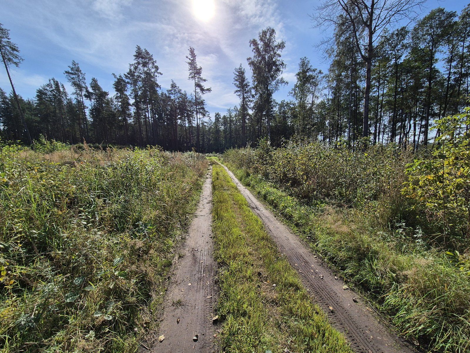 Meža īpašums 12,35 ha, Naujenes pagasts — attēls 5