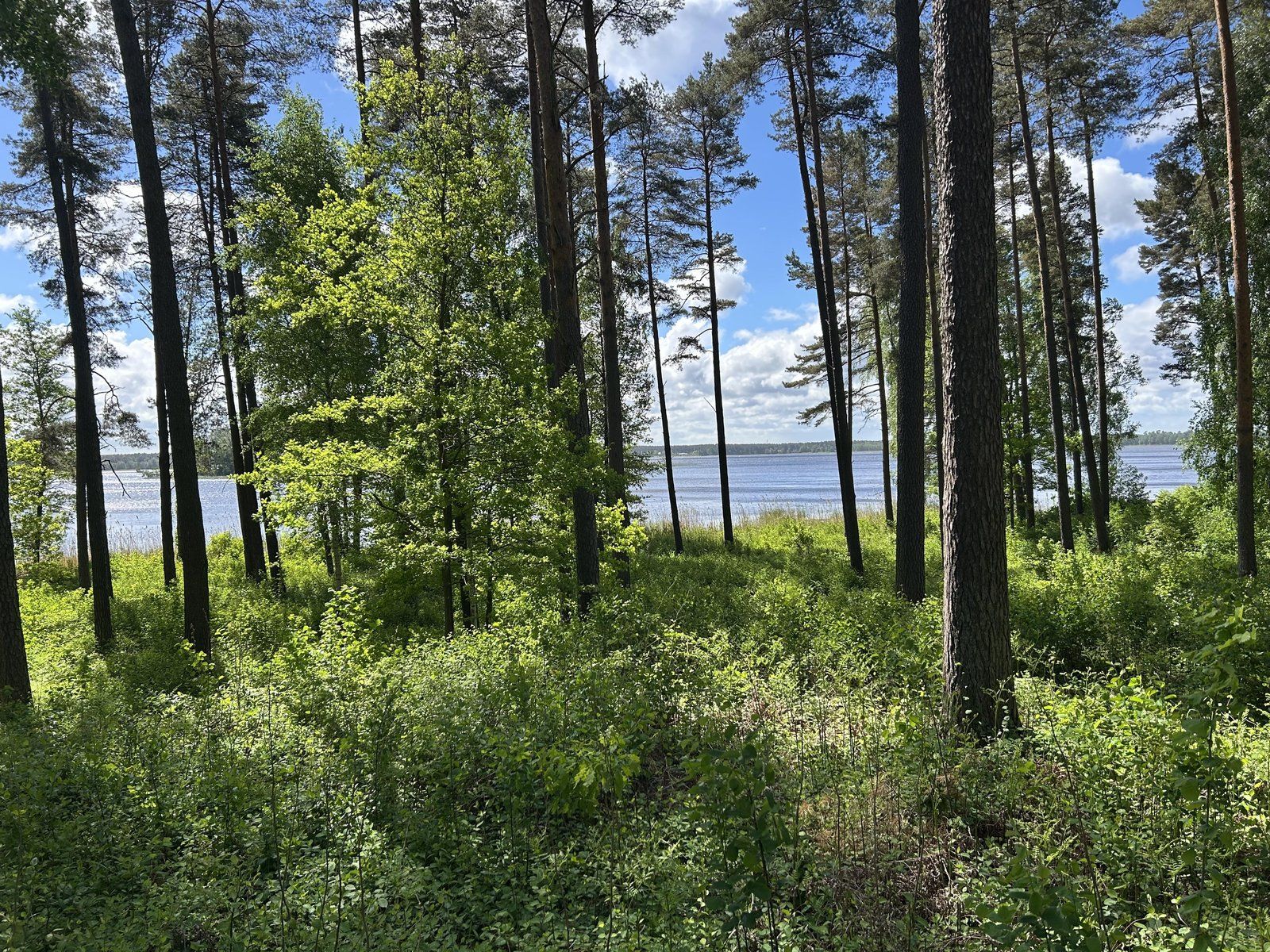 Zemes gabals 5444 m², Baltezera iela 49, Ādažu pagasts — attēls 3