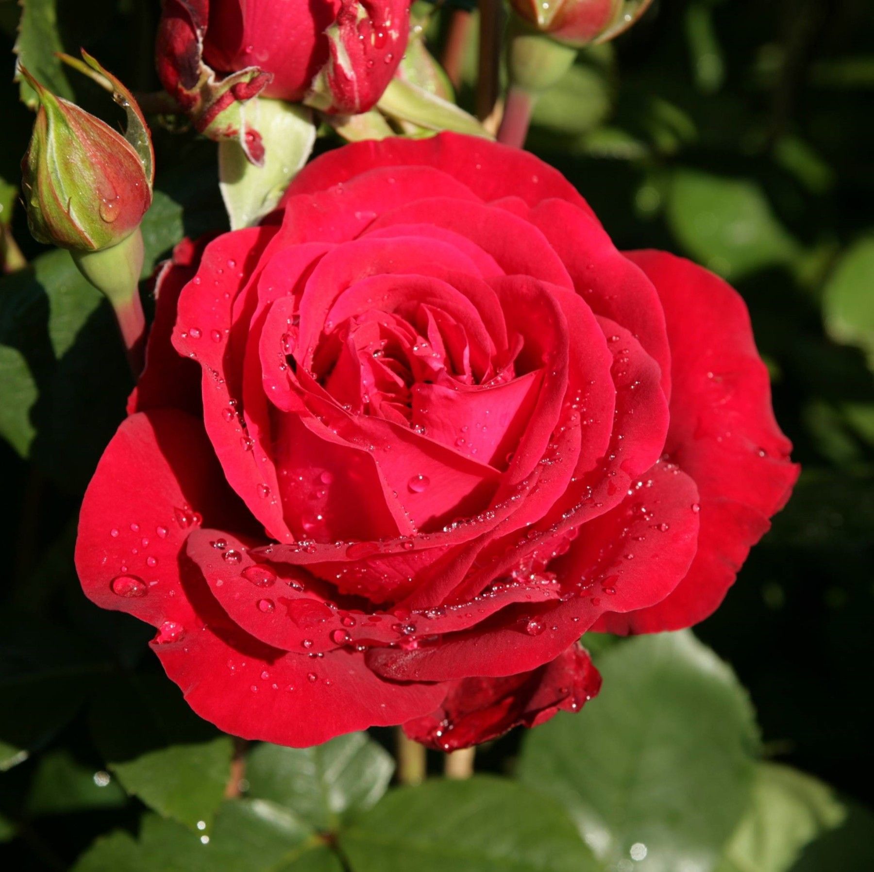 Košumkrūms Dailas Rozes, šķirne Belle de Regnier