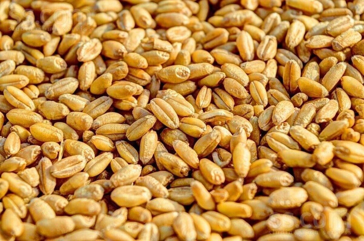 Kviešu graudi, 1 kg