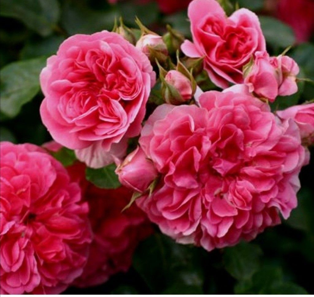 Košumkrūms Dailas Rozes, šķirne Pink Swany