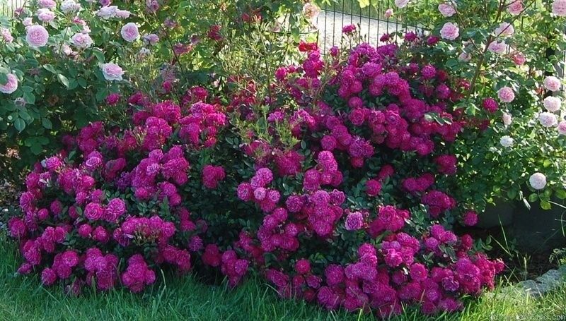 Košumkrūms Dailas Rozes, šķirne Purple Rain