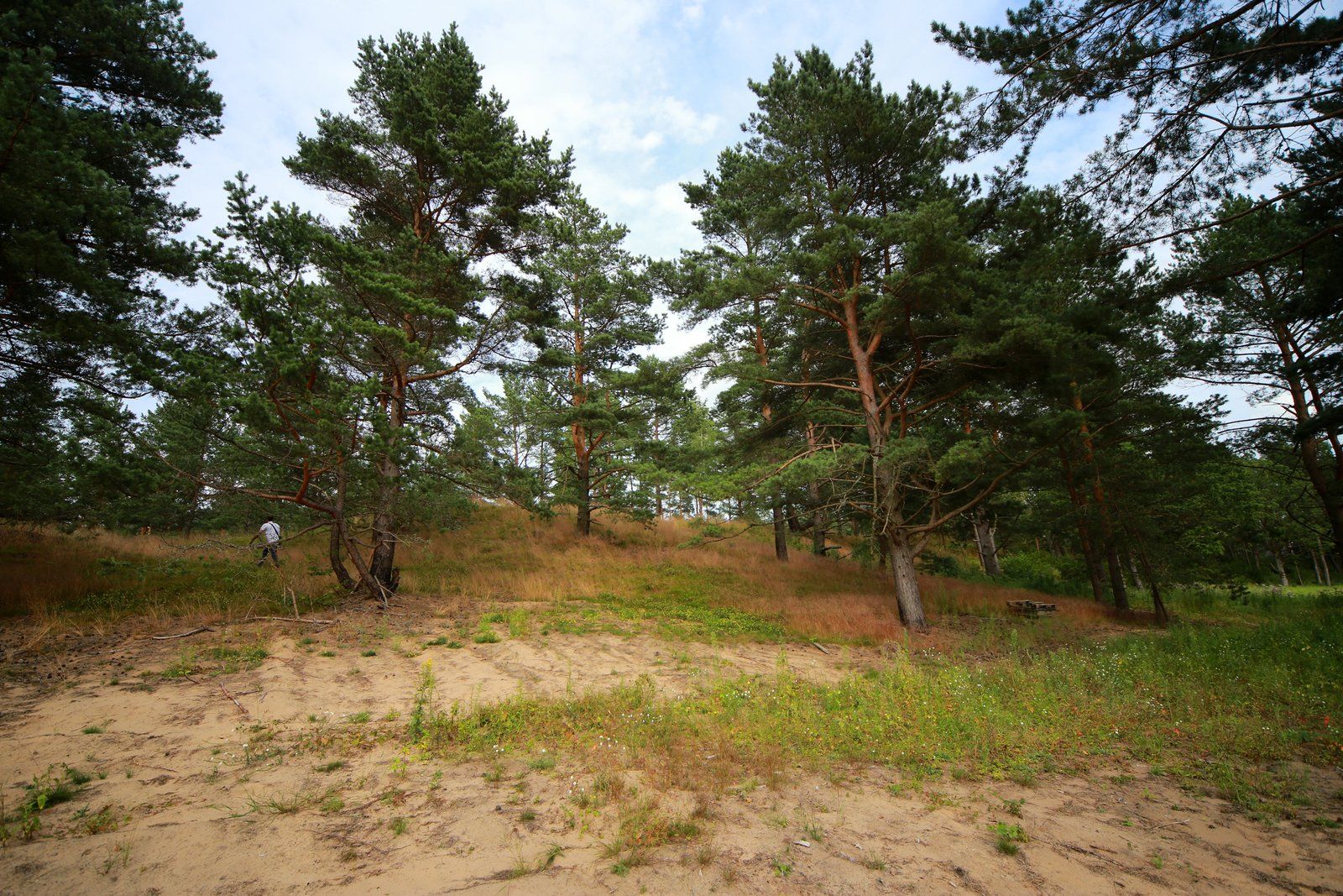 Zemes gabals 4204 m², Zābaku iela 18, Ādažu pagasts