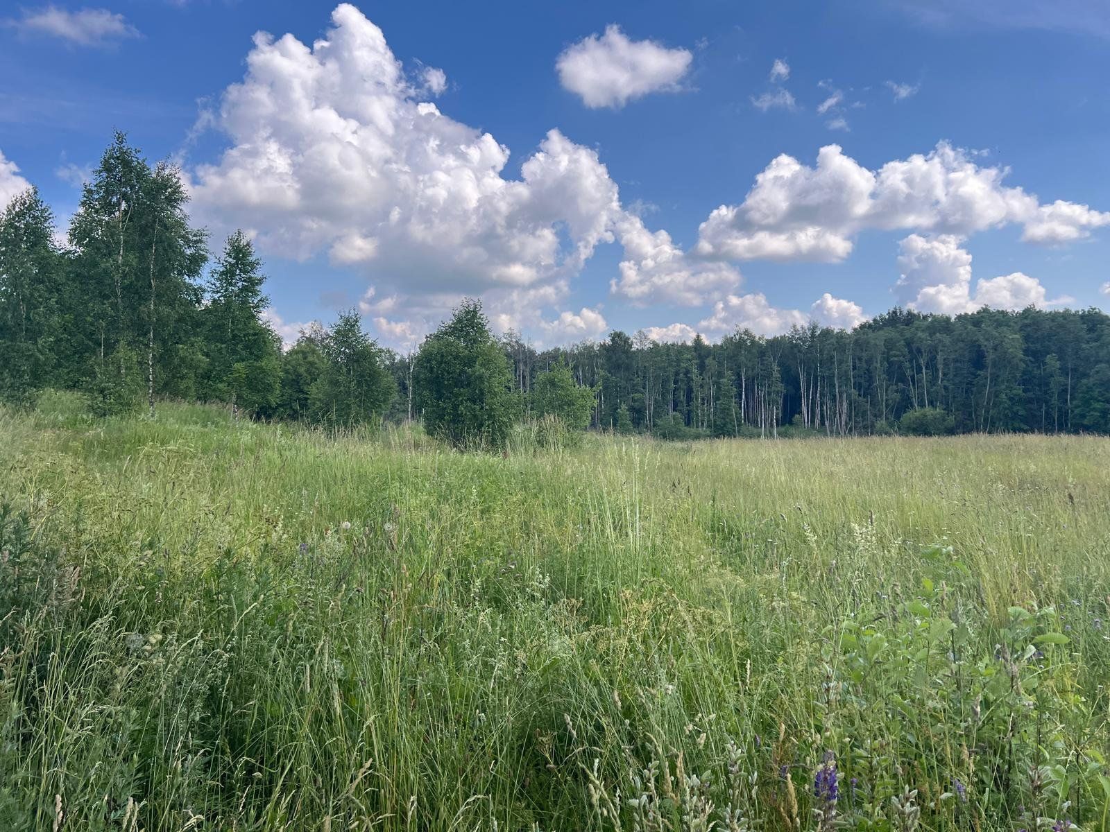 Meža īpašums 17,5 ha, Grantskalni, Astašova