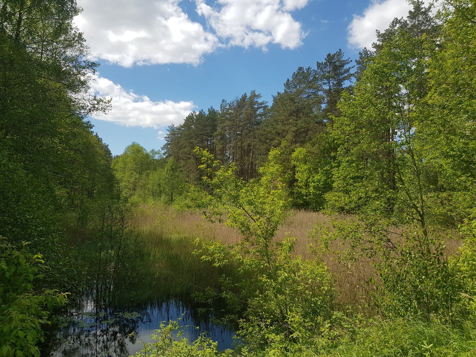 Zemes gabals 3,6 ha, Boķu iela 2, Ādažu pagasts — attēls 5