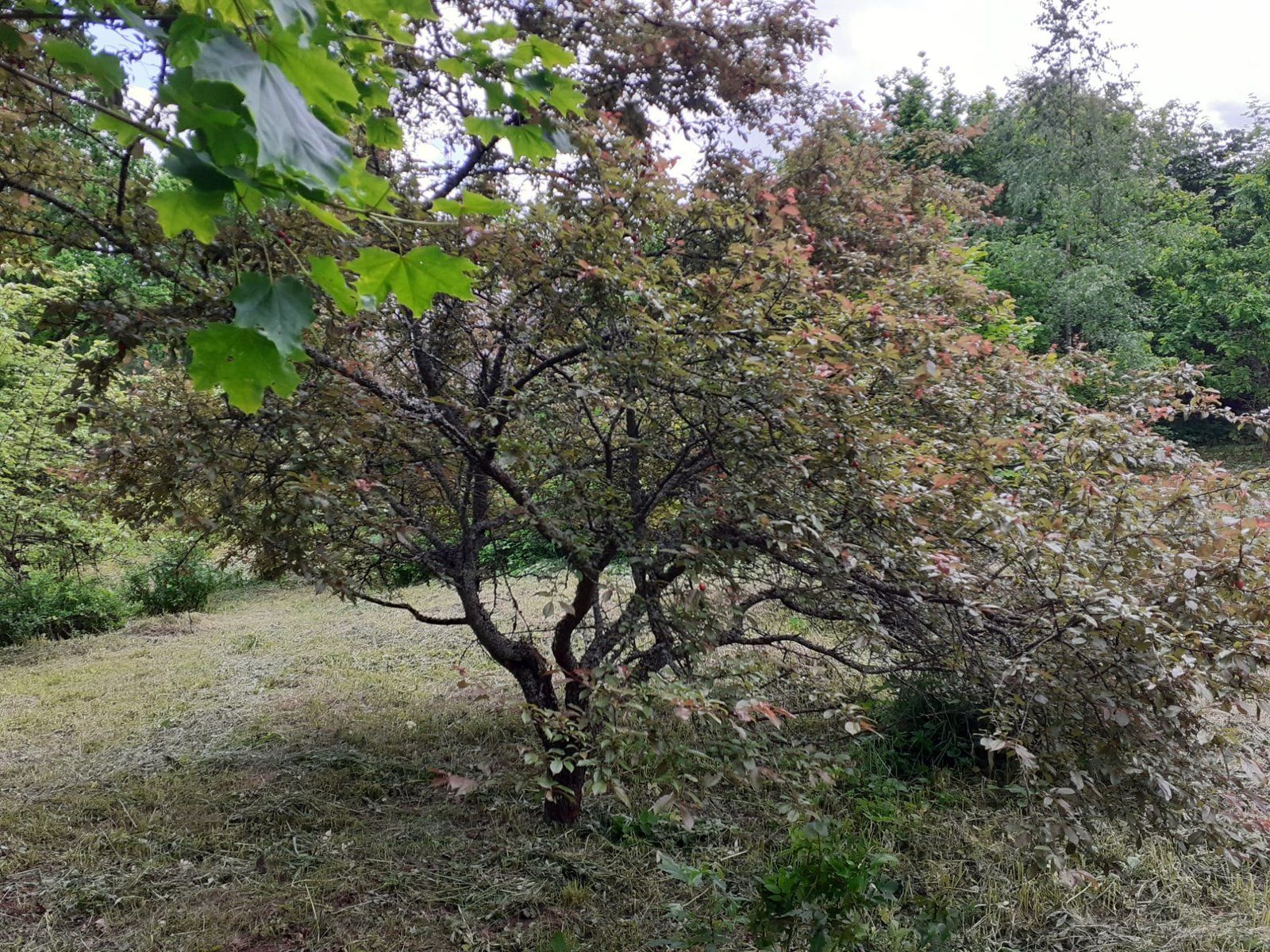 Zemes gabals 3600 m², Dižolgāres, Smārdes pagasts — attēls 4