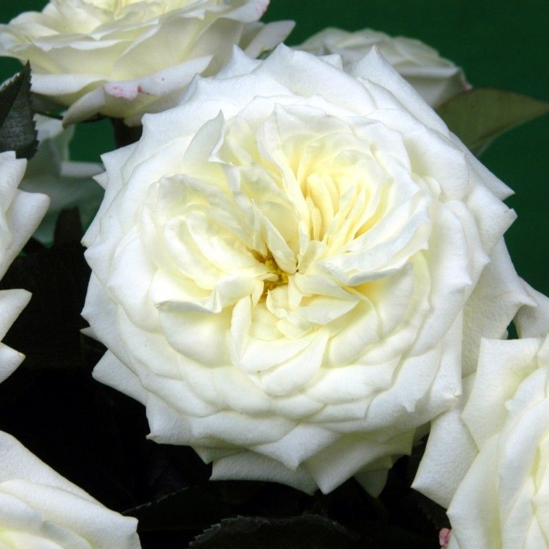 Košumkrūms Dailas Rozes, šķirne Alabaster