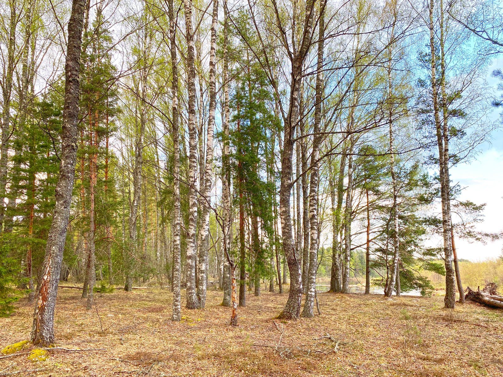 Zemes gabals 12,84 ha, Iļķene — attēls 3