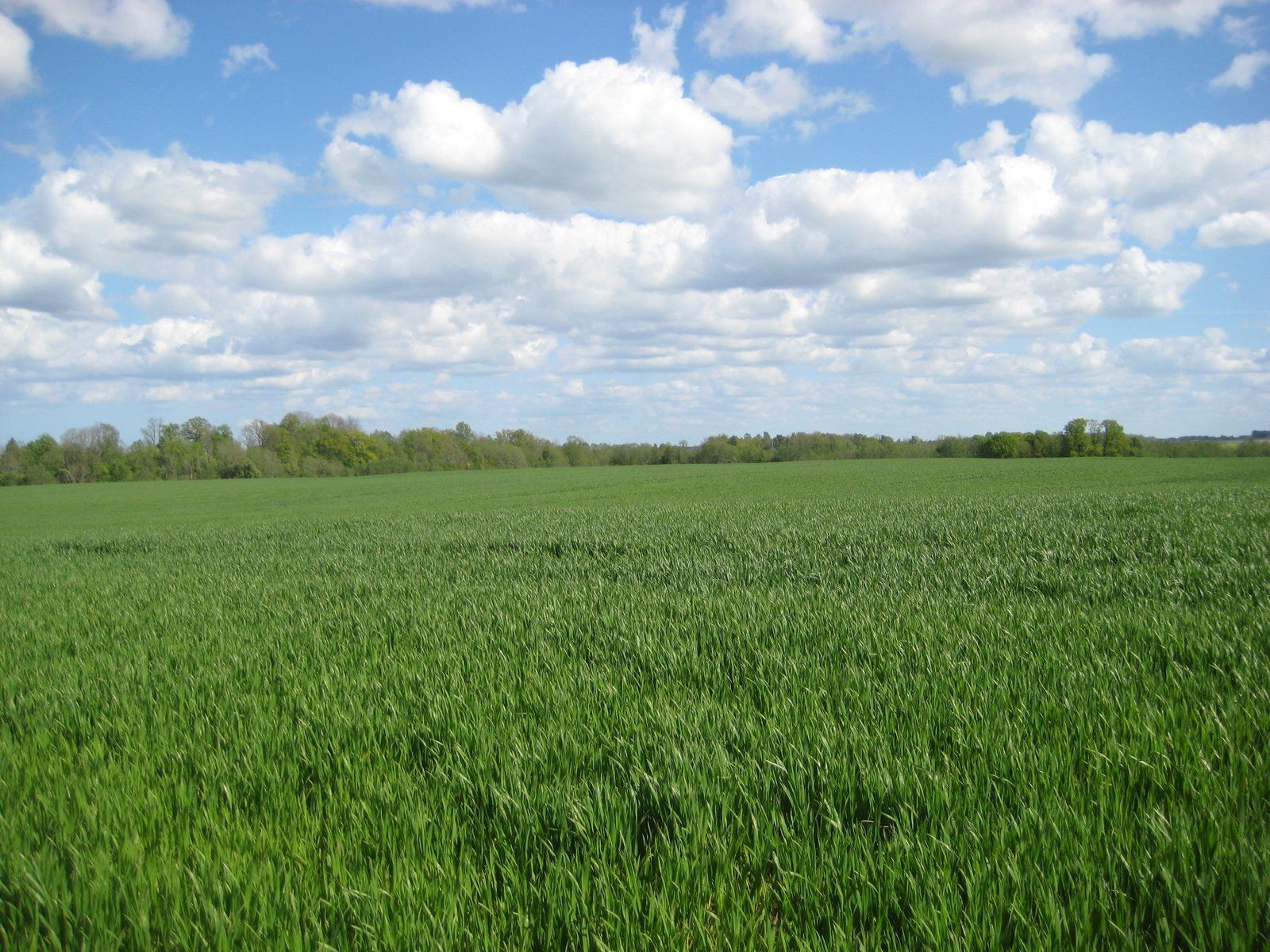 Zemes gabals 42,57 ha, Birzgales pagasts