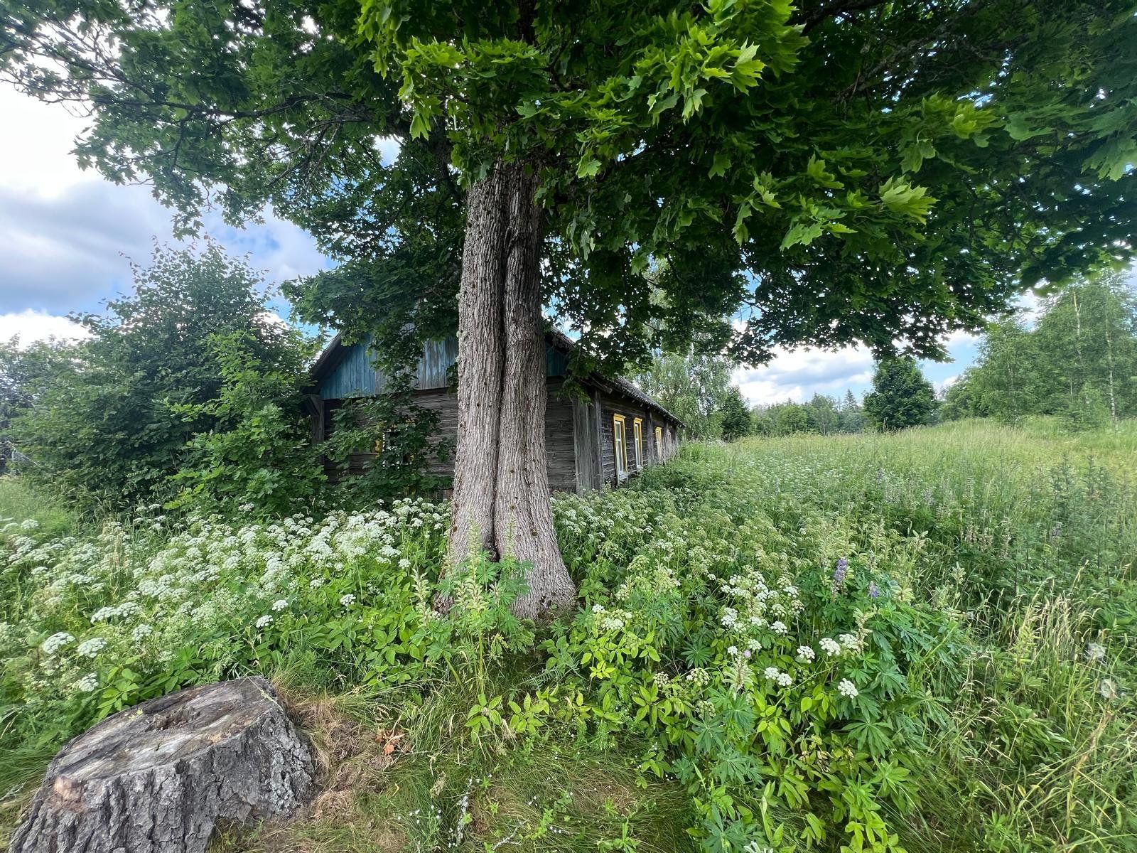 Meža īpašums 17,5 ha, Grantskalni, Astašova — attēls 5