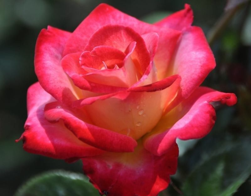 Košumkrūms Dailas Rozes, šķirne Die Clark