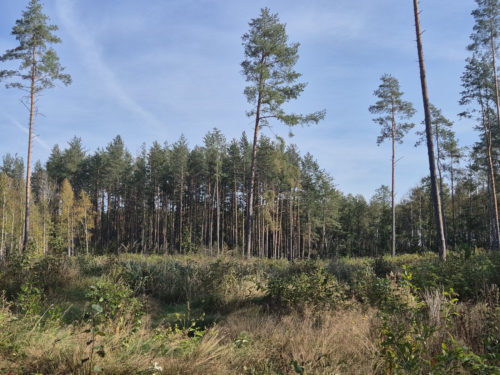 Meža īpašums 12,35 ha, Naujenes pagasts — attēls 3