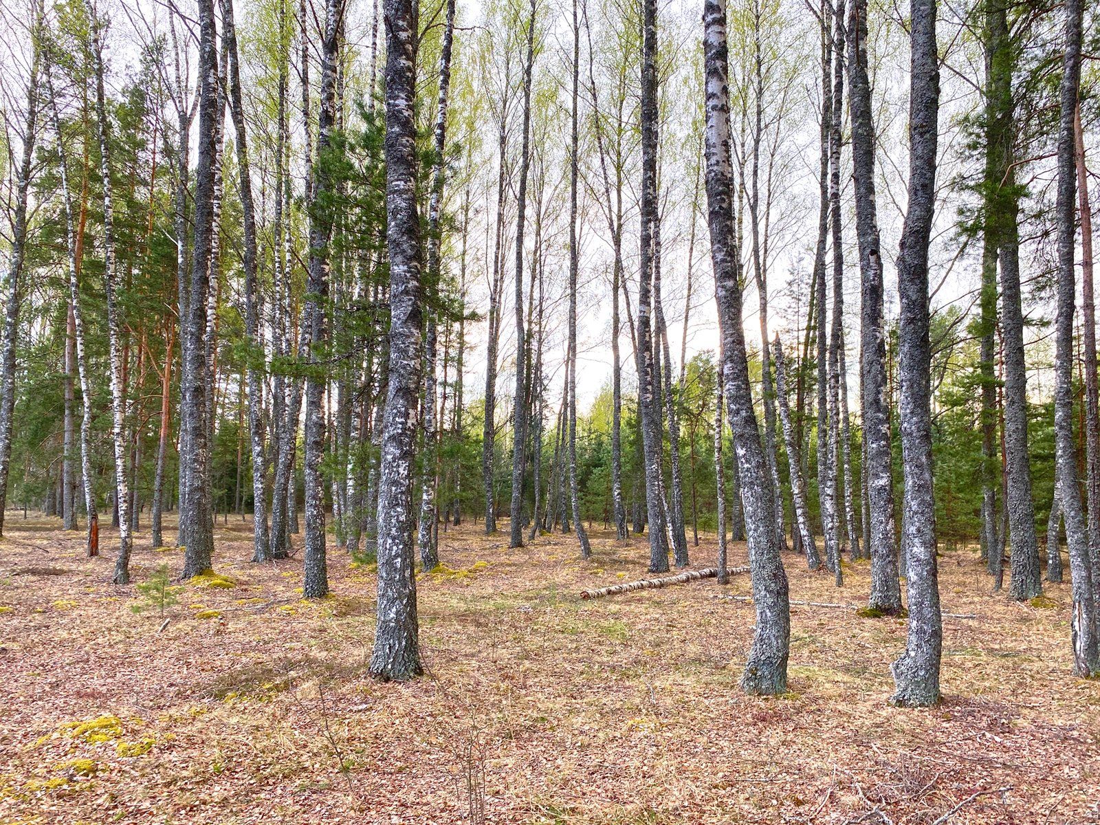 Zemes gabals 12,84 ha, Iļķene — attēls 5