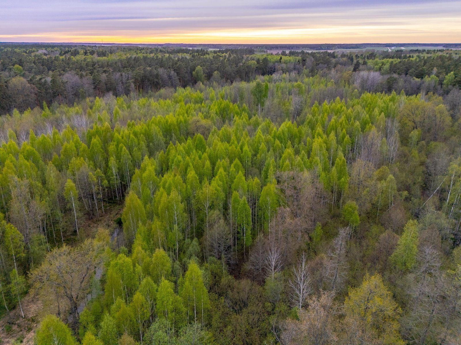 Zemes gabals 5,9 ha, Stapriņi — attēls 5