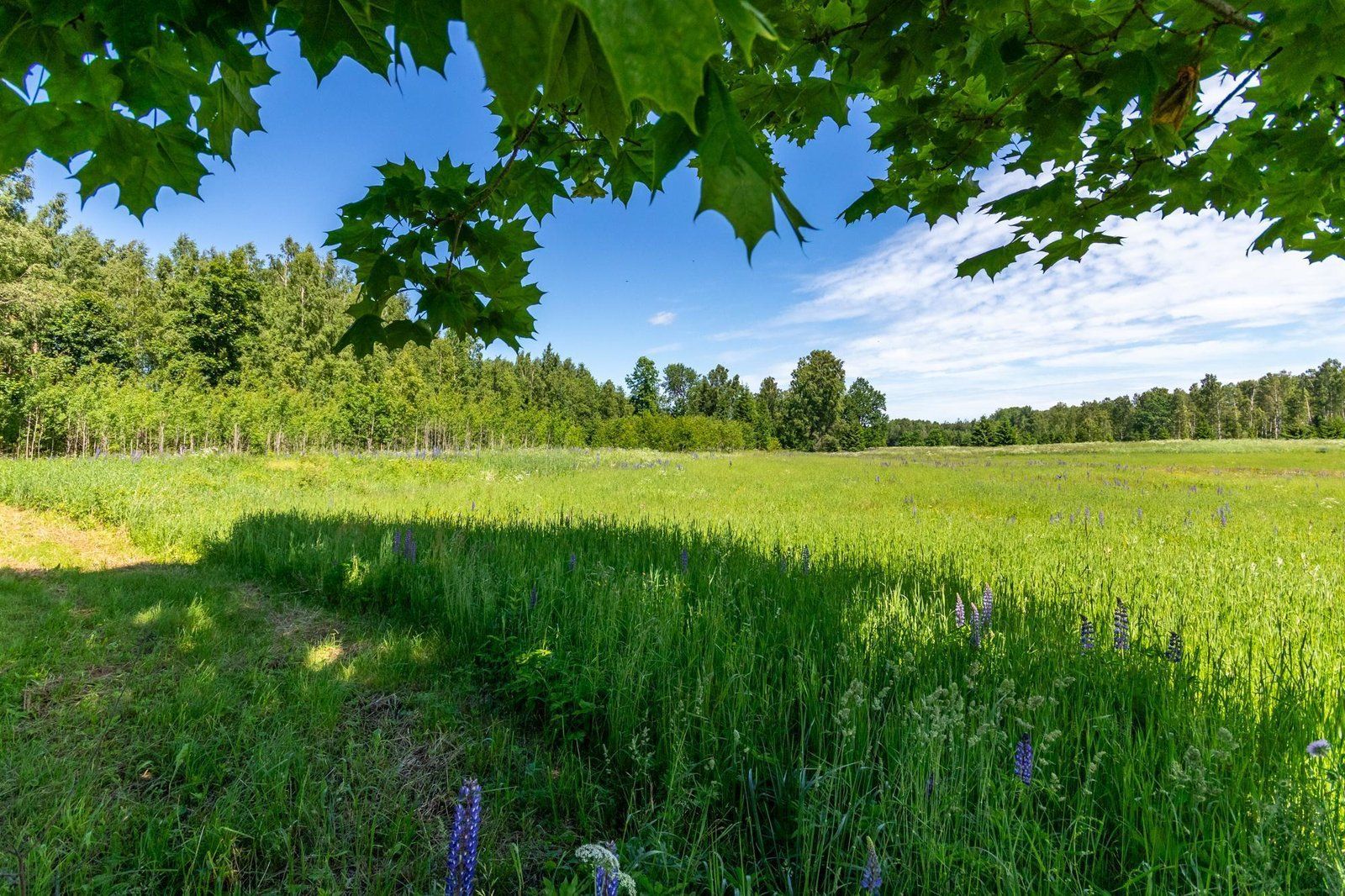 Zemes gabals 11,2 ha, Siguldas pagasts — attēls 4