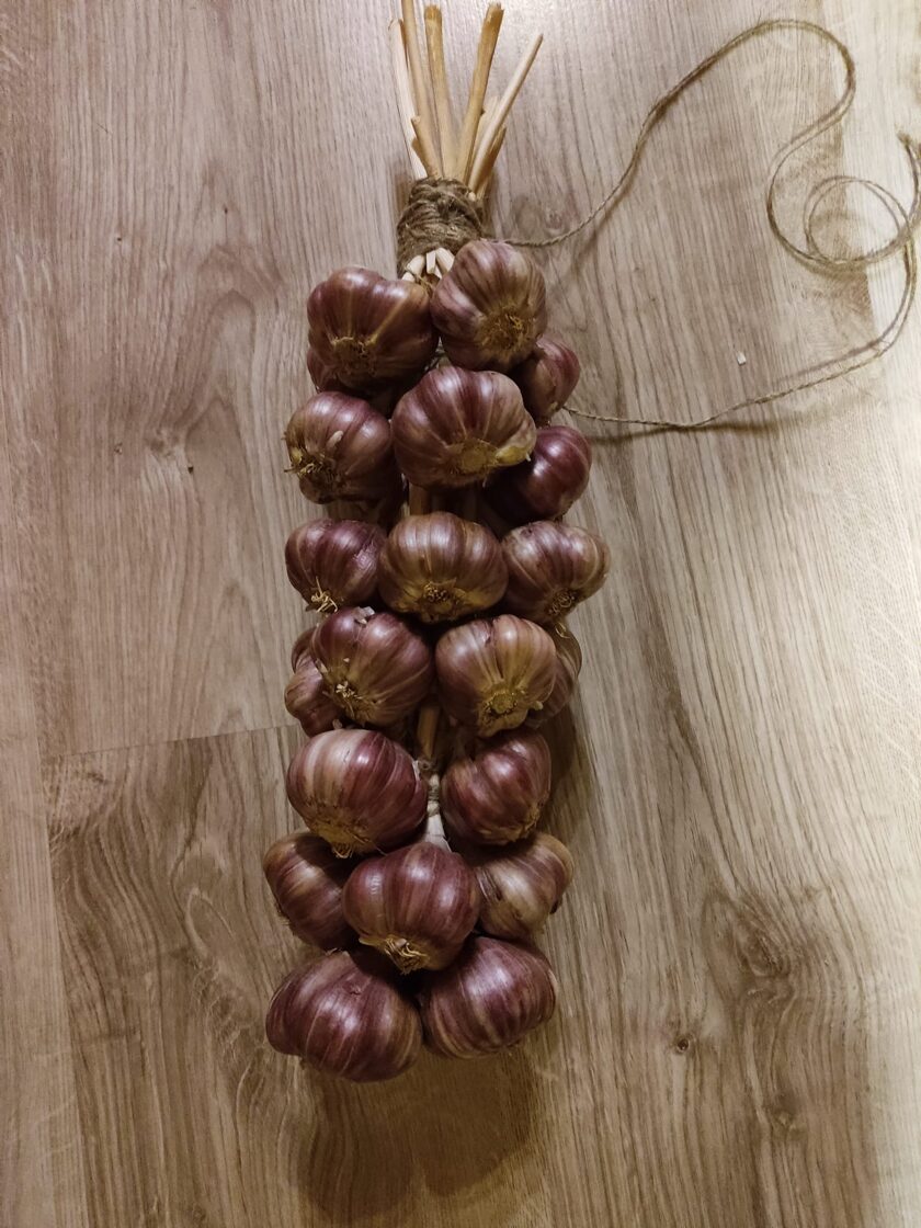 Ķiploku pīne, ziemas ķiploki „Ziemas agrie”, 1 kg
