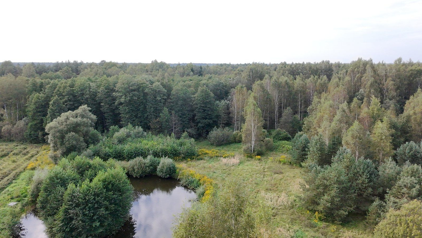 Zemes gabals 2,5 ha, Baldones pagasts — attēls 5