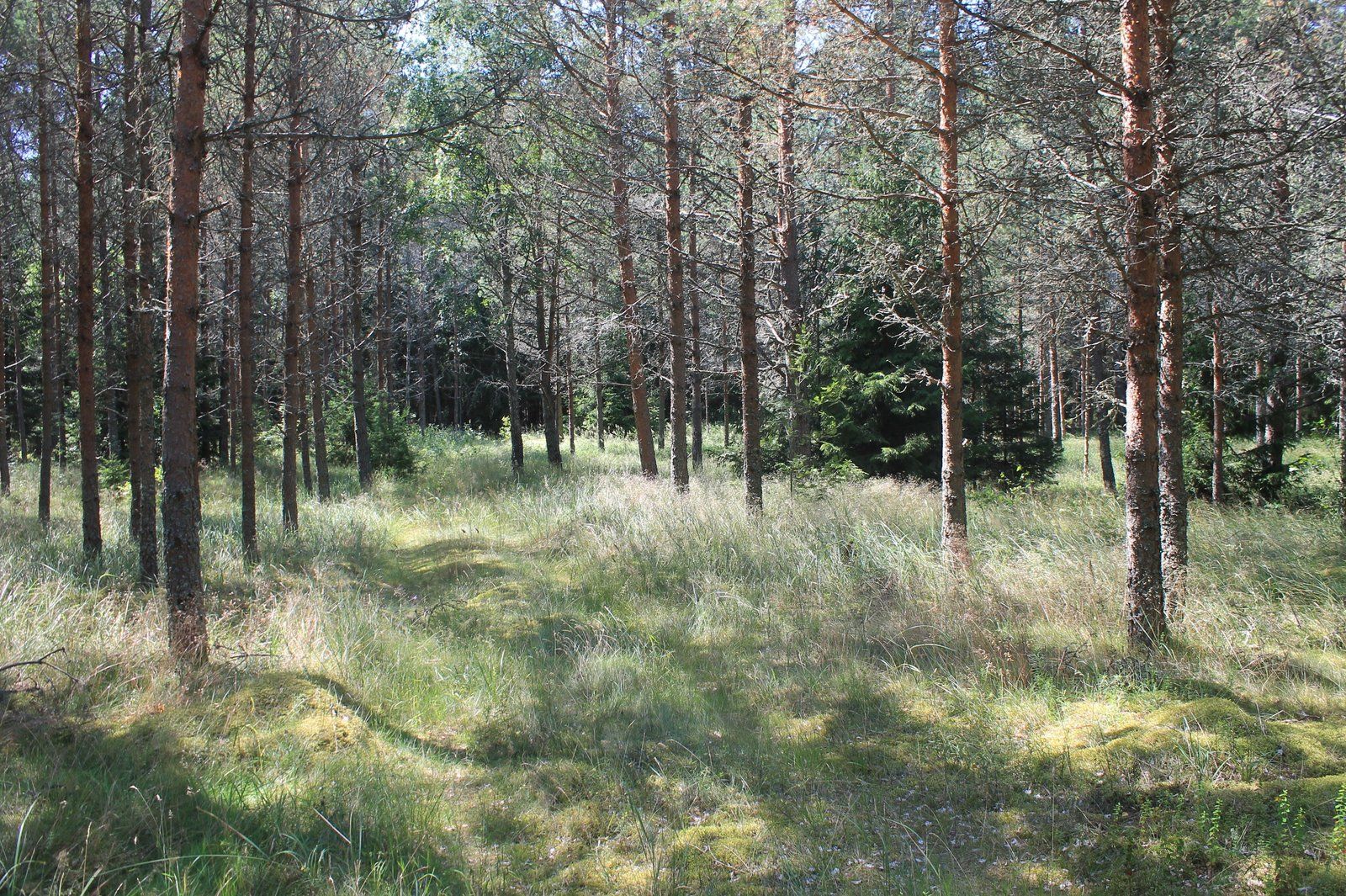 Zemes gabals 3,12 ha, Ēvaži 2, Kolkas pagasts — attēls 2