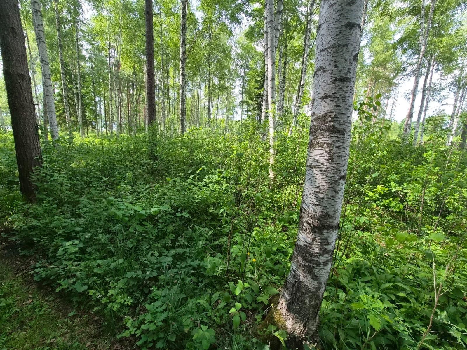 Zemes gabals 1,79 ha, Ārlavas pagasts — attēls 5