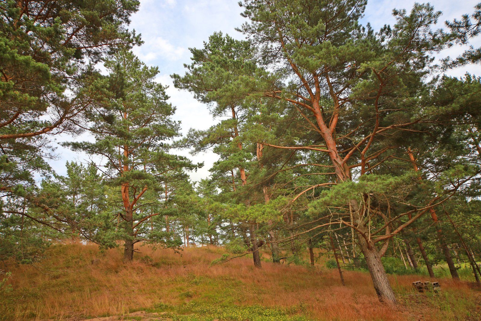 Zemes gabals 4204 m², Zābaku iela 16, Ādažu pagasts — attēls 2