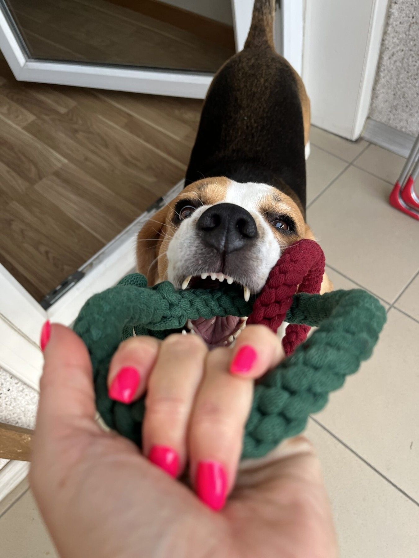 Rotaļu virve Two Trouble Tails, suņiem — attēls 4